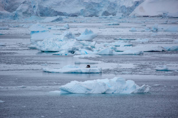 istock Antarctica: Fur Seal on Ice Floe 688498702