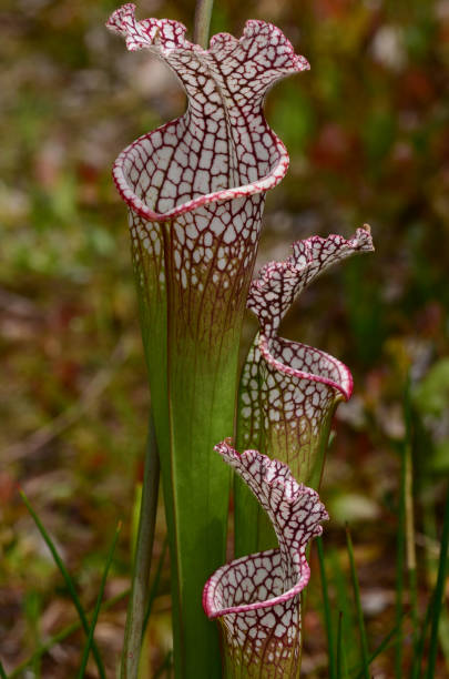 Whitetop pitcher plant trumpets facing different directions Group of three staggered  pitcher plants with the largest in the background. Te two small trumpets in the foreground face in different directions. Photo taken in Bay county, Florida pine log state forest stock pictures, royalty-free photos & images