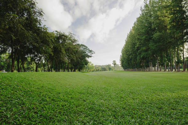 istock Green grass filed at the public garden 688503018