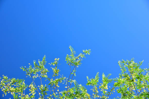Tamarin leaf with clear sky for nature background