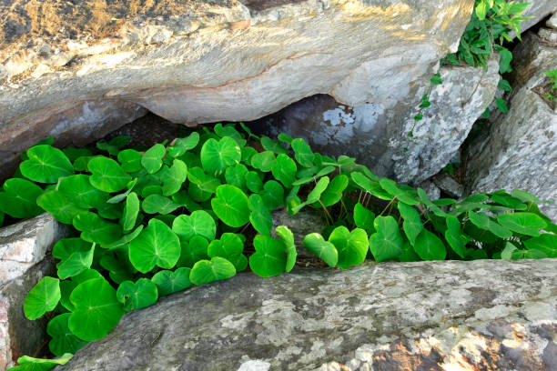 istock Green Caladium growing on stone in nature 688505514