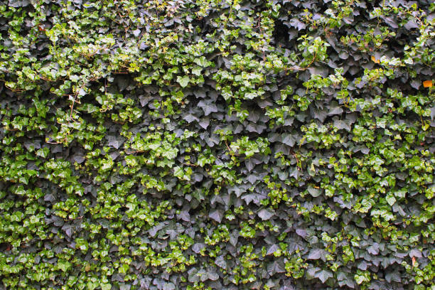 istock Green fresh ivy leaves background 688505914