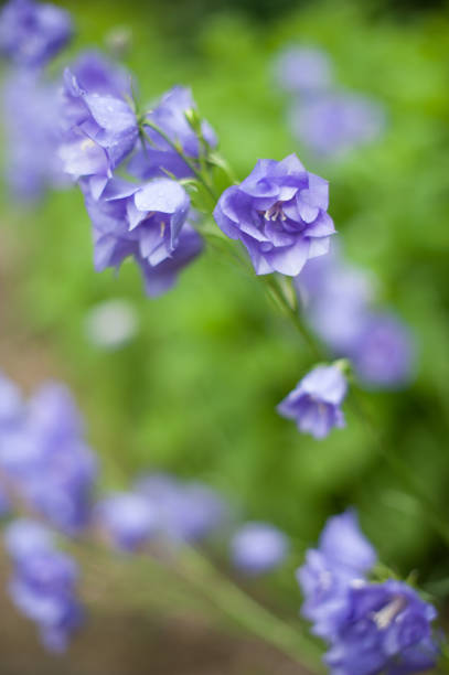 istock Bellflower in the Garden 688506016