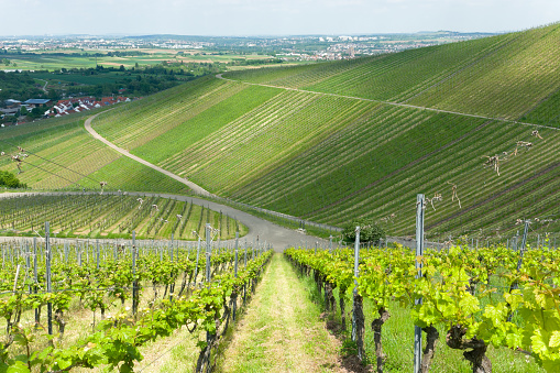 View over vineyard in springtime. Location: Baden-Württemberg, Germany.