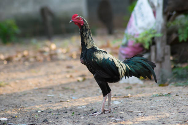 istock close up male rooster in the farm 688512062