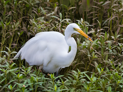 A great egret, Ardea alba, holds its prey in its beak
