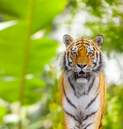 Siberian tiger ( Panthera tigris altaica )  in jungle looking at camera