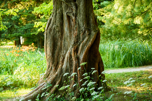 Metasequoia glyptostroboides trunk in summer. Metasequoia glyptostroboides, the dawn redwood, is a fast-growing, endangered deciduous conifer, the sole living species of the genus Metasequoia, one of three species in the subfamily Sequoioideae.