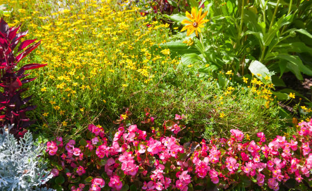 istock Bright flowers on the flowerbed 688520026