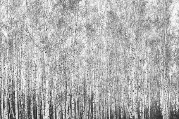 black and white photo of birch grove in autumn - forest road nature birch tree imagens e fotografias de stock