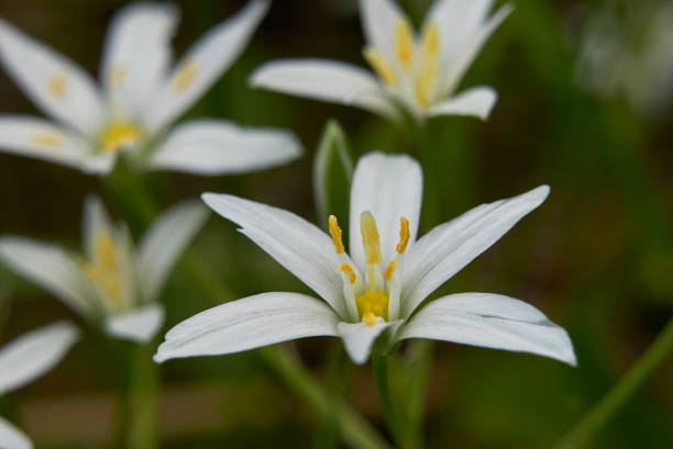 istock Umbellatum ornithogalum 688526274