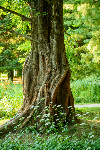 Metasequoia glyptostroboides trunk in summer. Metasequoia glyptostroboides, the dawn redwood, is a fast-growing, endangered deciduous conifer, the sole living species of the genus Metasequoia, one of three species in the subfamily Sequoioideae.