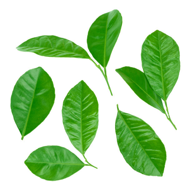 istock Collage of various citrus leaves isolated on white background 688527548