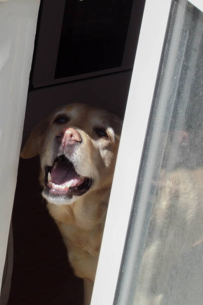 istock This is Curious dog. Dog breed Labrador, good mood, curious. 688530102