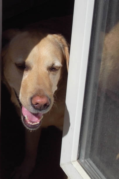 istock This is Curious dog. Dog breed Labrador, good mood, curious. 688530106