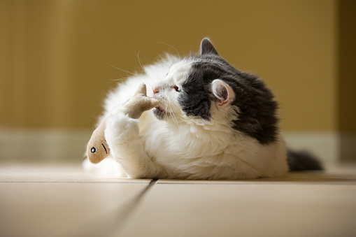A bigh white and gray long-hair cat laying onthe floor playing with her toy fish.