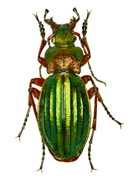istock Golden Ground Beetle on white Background  -  Carabus auronitens (Fabricius, 1792) 688547470