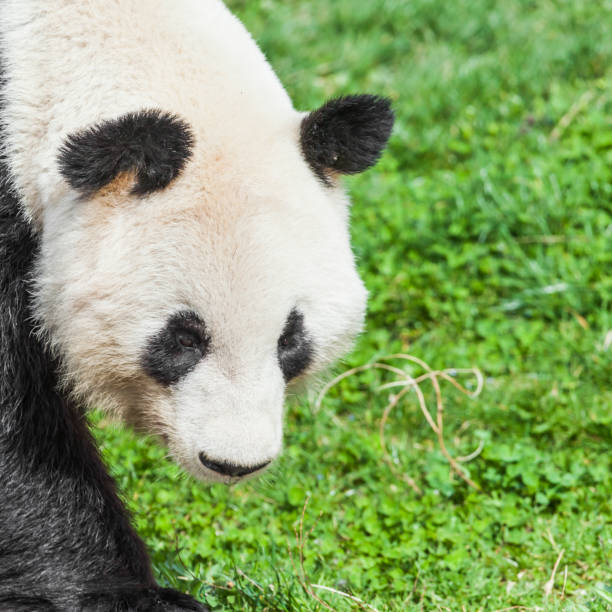 istock Hungry giant panda bear eating bamboo 688548828