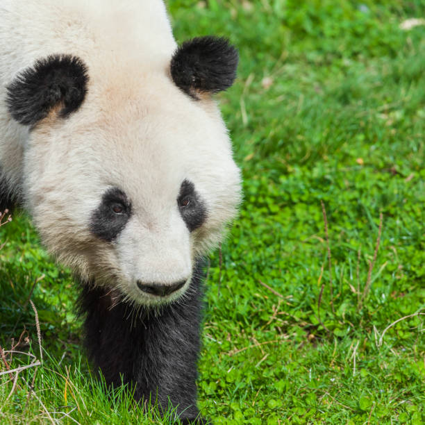 istock Hungry giant panda bear eating bamboo 688548838