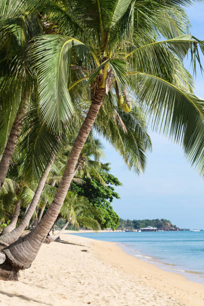 istock Tropical sand beach with coconut trees at the morning. 688552170