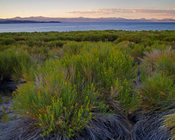 istock Mono Lake California 688552602