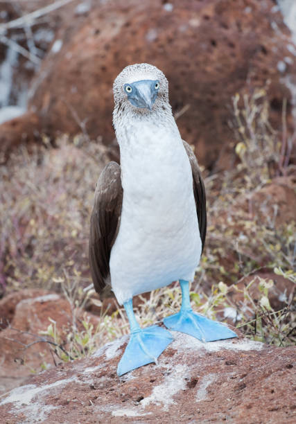 istock Blue-footed Booby standing on Isabela Island, the Galapagos 688555748