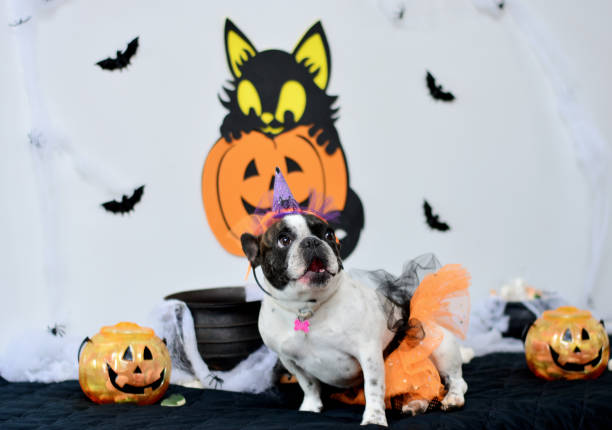 istock Bulldog witch howling on Halloween 688557052