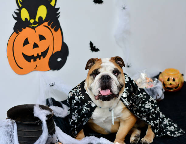 istock The Great Bulldog Wizard on Halloween 688557166