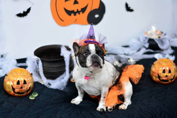 istock Sweetness of a canine witch on halloween 688557566