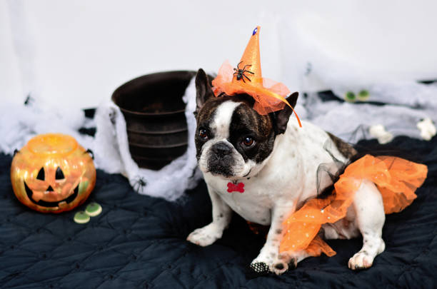 istock Beautiful bulldog witch at Halloween party 688557702