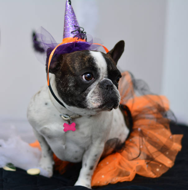 istock French Bulldog Halloween witch 688558312