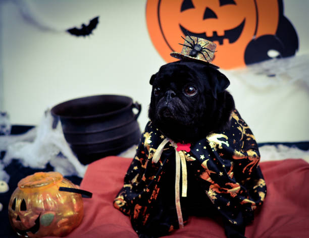 istock The black pug wizard at halloween party 688558414