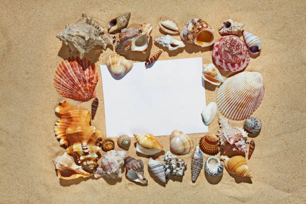 Frame with blank space made of colorful beautiful natural seashells on sand background on sea side shore stock photo