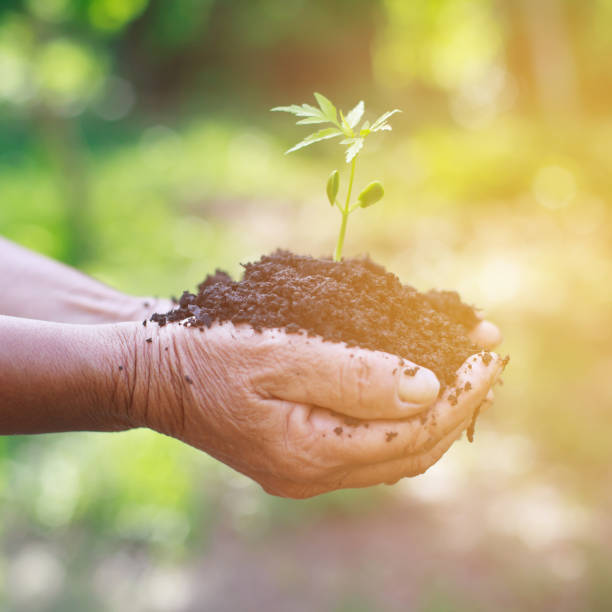 istock Hands holding a green young plant in morning. 688560188