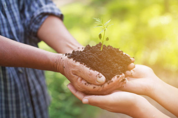istock Hands holding a green young plant in morning. 688560382