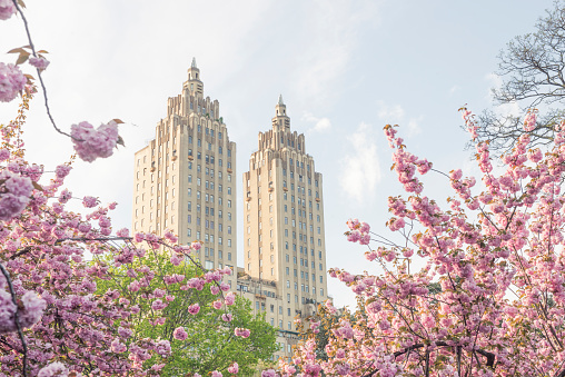 *******Part of view from Public Park (Central Park).                      This is a royalty free stock color photograph of the  iconic towers of the Eldorado buildings seen in Central Park West in New York City, USA. Blooming pink flowers from the spring cherry blossom trees frame the landmark Art Deco buildings. Photographed from a low angle view and a wide angle with a Nikon D800 DSLR in spring.