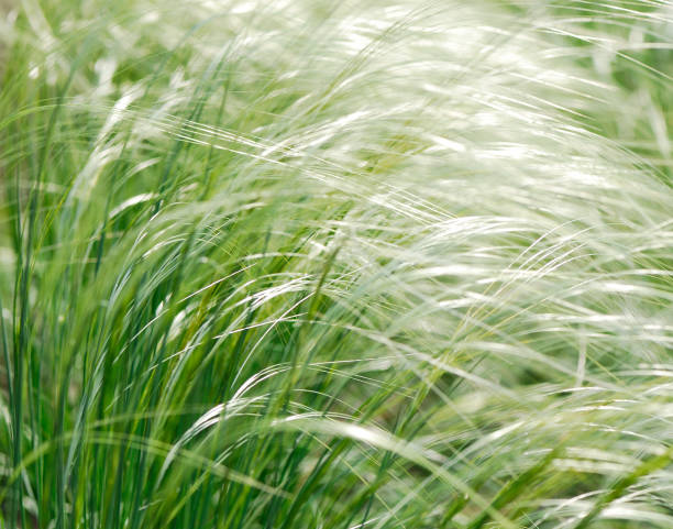 istock blossoming white flowers of feather grass 688567704