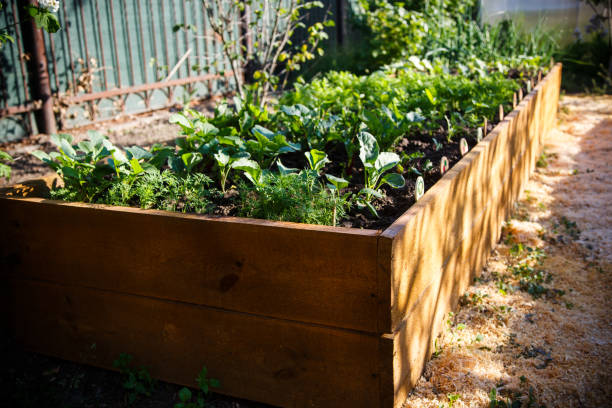 istock Spring green garden in a wooden box 688568872
