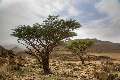 Frankincense trees in Salalah, Oman