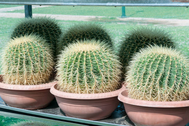 cactus three barrel cactus lava cactus stock pictures, royalty-free photos & images