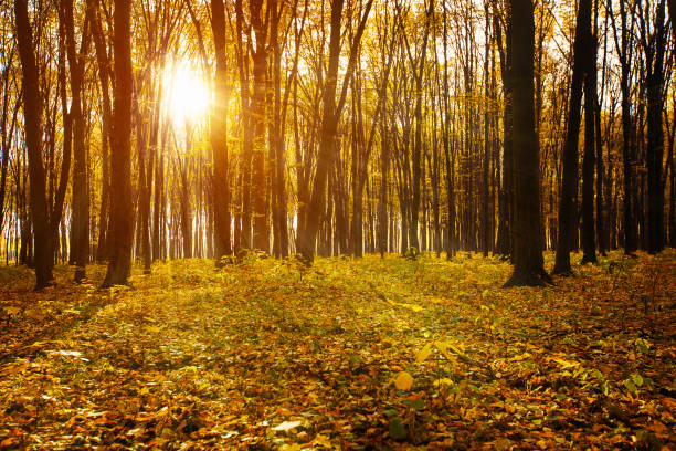 istock Golden autumnal forest with sunbeams 688577108