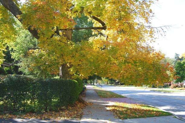 istock Umbrella of Autumn Leaves 688578570