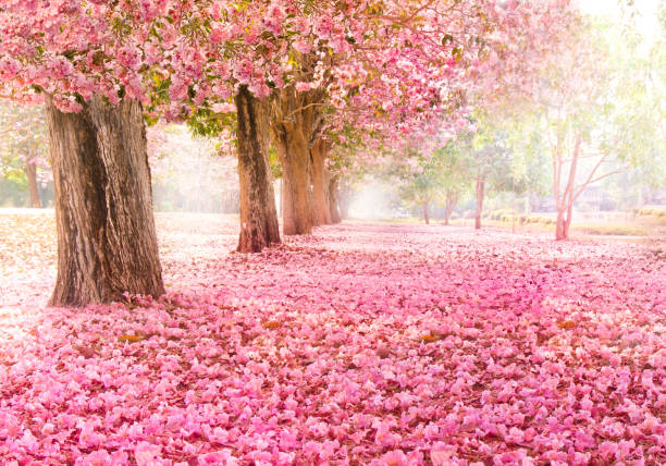 istock Romantic Blossom tree over nature background in Spring season 688579566