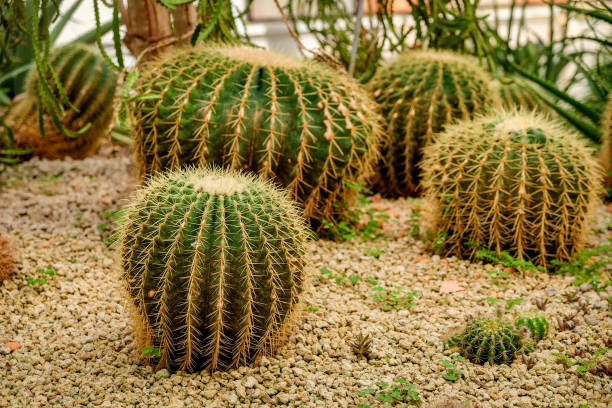 istock Cactus in the greenhouse 688579670