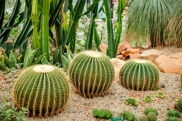 istock Cactus in the greenhouse 688580840