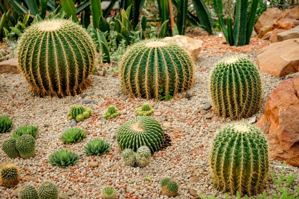 istock Cactus in the greenhouse 688580908