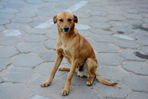 Viralata dog on paralelepipedo street