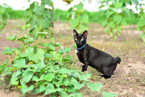 Black Japanese bobtail cat walking through the field