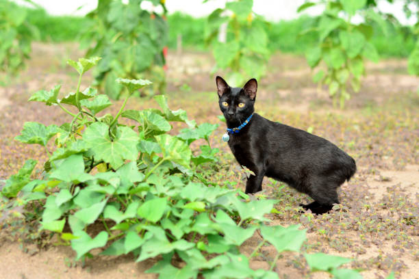 istock Japanese bobtail black cat and sweet potato 688581470