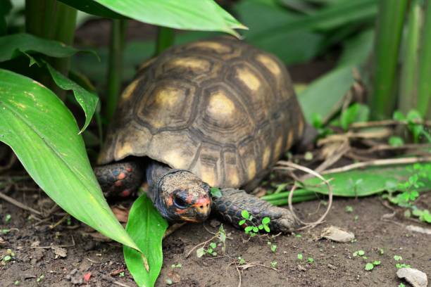 istock Jabuti-tinga walking through the backyard 688581518